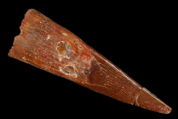 Fossil Pterosaur (Siroccopteryx) Tooth - Morocco #127697